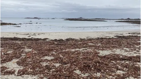 Guernsey Seaweed