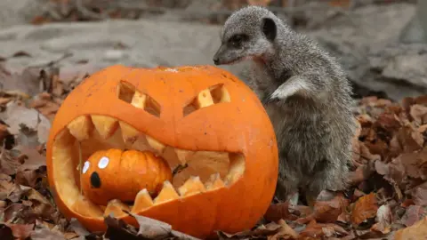 PA Meerkat and pumpkin
