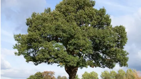 Getty Images Oak tree in Cheadle Cheshire