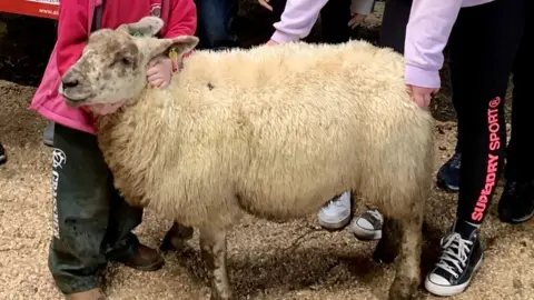 Air Ambulence NI Sleepy the sheep sold for an unexpected price at Donemana Livestock Mart