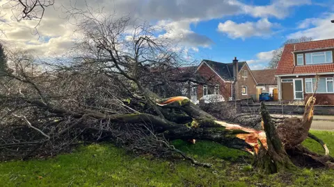 BBC Weather Watcher/ Cambus booler Fallen tree in Alloa