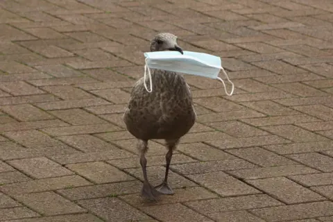 Stewart Mason Gull with a mask in mouth