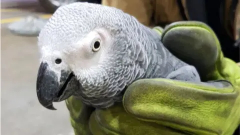 Dublin Airport Hugo the parrot in hands of fire fighter