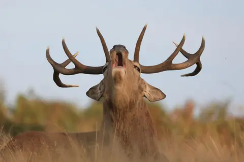James Wendlinger / Getty Images A red deer stag roars