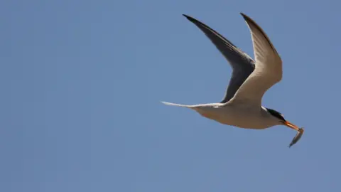 Andrew Capell/National Trust Little Tern in flight, carrying a fish