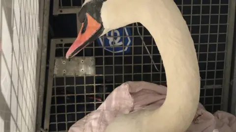 RSPCA Swan