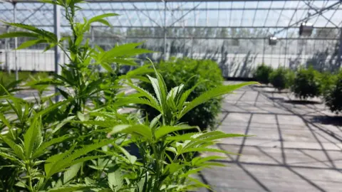 BBC Medicinal cannabis