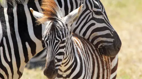 Getty Images Plains zebra
