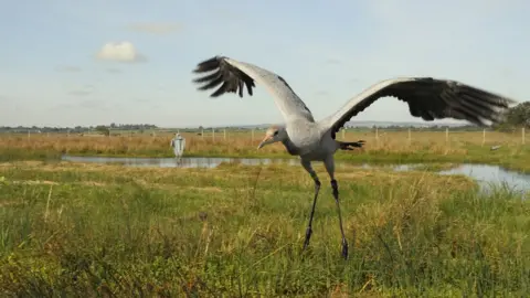 Nick Upton (rspb-images.com) Crane