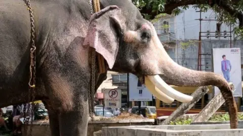 Sangita Iyer An elephant with a paralysed trunk trying to drink water