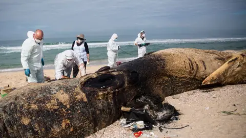 Getty Images Israeli experts carry out an autopsy on a dead fin whale found on 18 February 2021