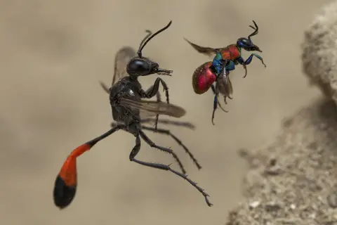 Frank Deschandol/WPY2020 A tale of two wasps by Frank Deschandol, France