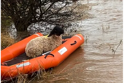 Angus Council sheep in a dinghy