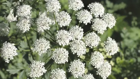 Getty Images Hemlock water dropwort