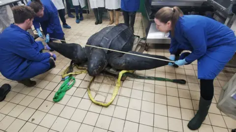 ZSL-CSIP Leatherback turtle