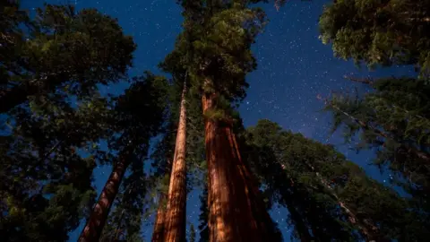 Getty Images Giant sequoias by moonlight