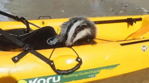 Koru Kayaking Badger