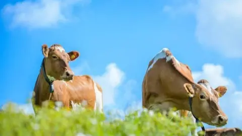 Guernsey Dairy Guernsey cows