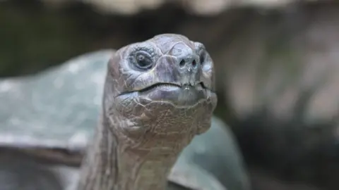 Bristol Zoo Gardens Giant tortoise called Biggie