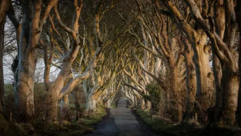 Northern Ireland Tourist Board The Dark Hedges, an avenue of beech trees on the Bregagh Road
