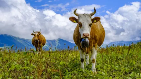 Getty Images Cows in Switzerland