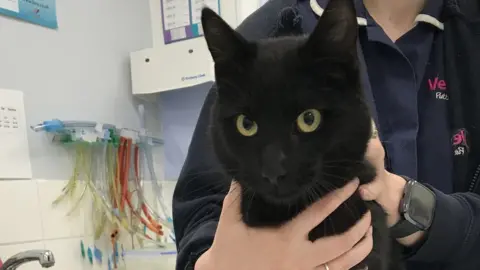 RSPCA The rescued cat