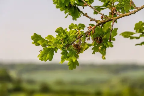 Paul Granahan Oak leaves