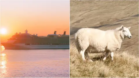 Getty Images A picture of a cruise ship on the left, and a sheep on the right