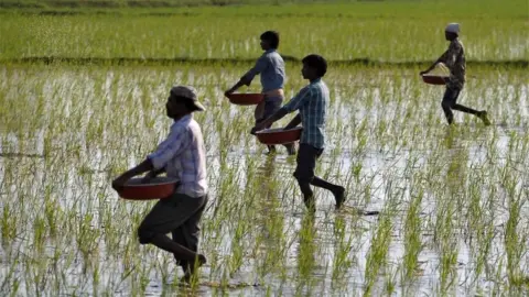 Reuters Farmers sprinkle fertilizers on a paddy field on the outskirts of Ahmedabad, India, February 1, 2017