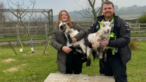 Dorset Police Pygmy goats, Margoat and Robbie
