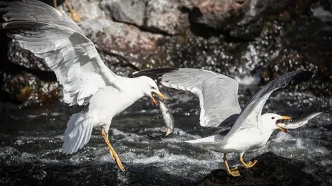 Seagulls hunt pearl mullet