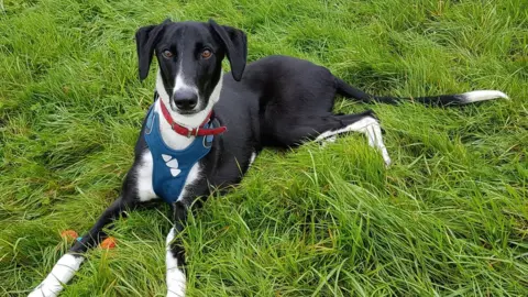 RSPCA Hector the lonely lurcher