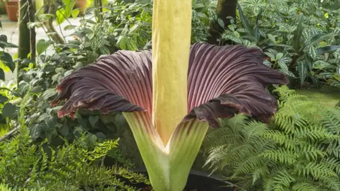 Cambridge University Botanic Garden Titan Arum