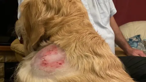 Steve Darling Jennie, Steve Darling's guide dog, after being treated by an out-of-hours vet