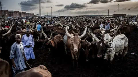 Getty Images Herdsmen along with their cows wait for buyers at Kara Cattle Market in Lagos, Nigeria, on April 10, 2019. - Kara cattle market in Agege, Lagos is one of the largest of West Africa receiving thousands of cows weekly due to the massive consumption of meat in Lagos area.