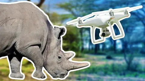 AFP/Getty/BBC Composite image of rhino and drone