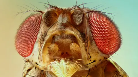 vasekk/Getty Images A fruit fly, magnified