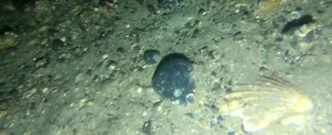 Open Seas Divers say they have discovered illegal scallop dredging.