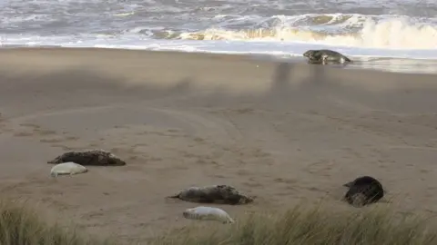 Julia Walshaw Seals at Horsey beach, Norfolk