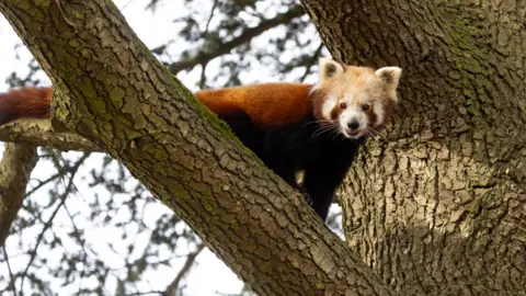 George Cuevas Red Panda Nilo climbing on the Cedar tree in the middle of his new habitat