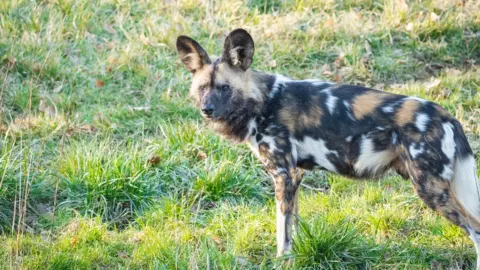 Whipsnade Zoo African Wild dog Earl