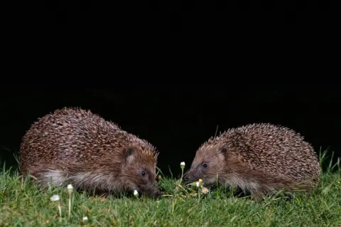 Ola Maddams Two hedgehogs in a garden in Amersham, England