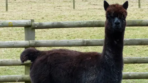 Helen MacDonald Alpaca Geronimo