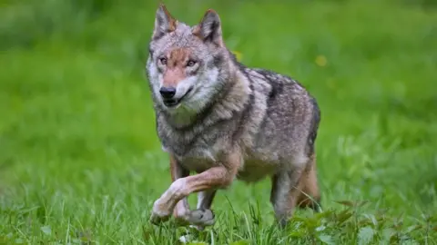 Getty Images A European grey wolf