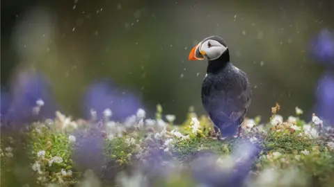 Drew Buckley A puffin in the rain