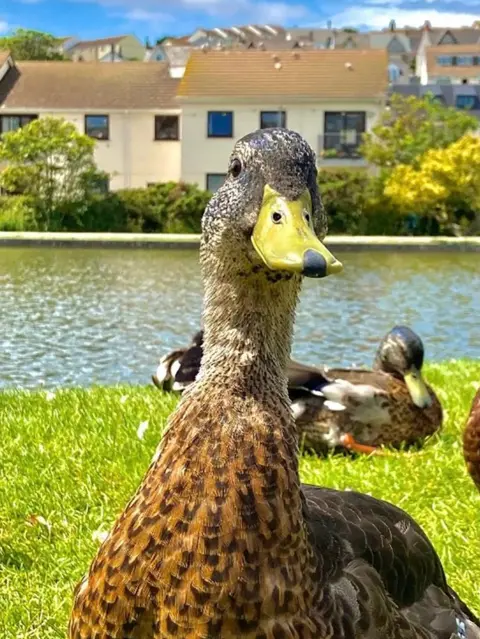 Abby Richardson A duck next to a pond in Perranporth, Cornwall