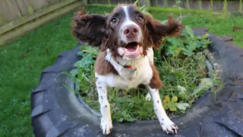 RSPCA Springer Spaniel Charlie