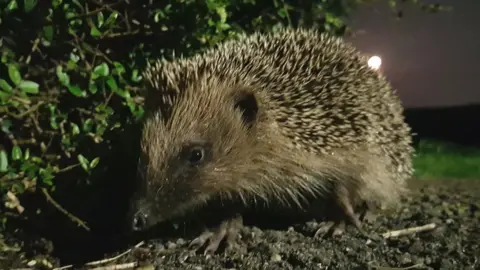 Jo Carr A hedgehog in a garden at night