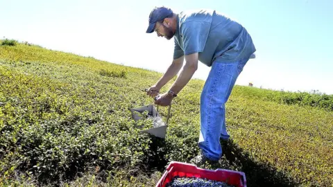 Getty Images A blueberry picker