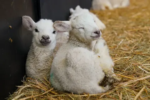 Jacob King / PA Media Newborn spring lambs on Nethermorton Farm at Moreton Morrell College in Warwickshire, England, on 3 April 2023